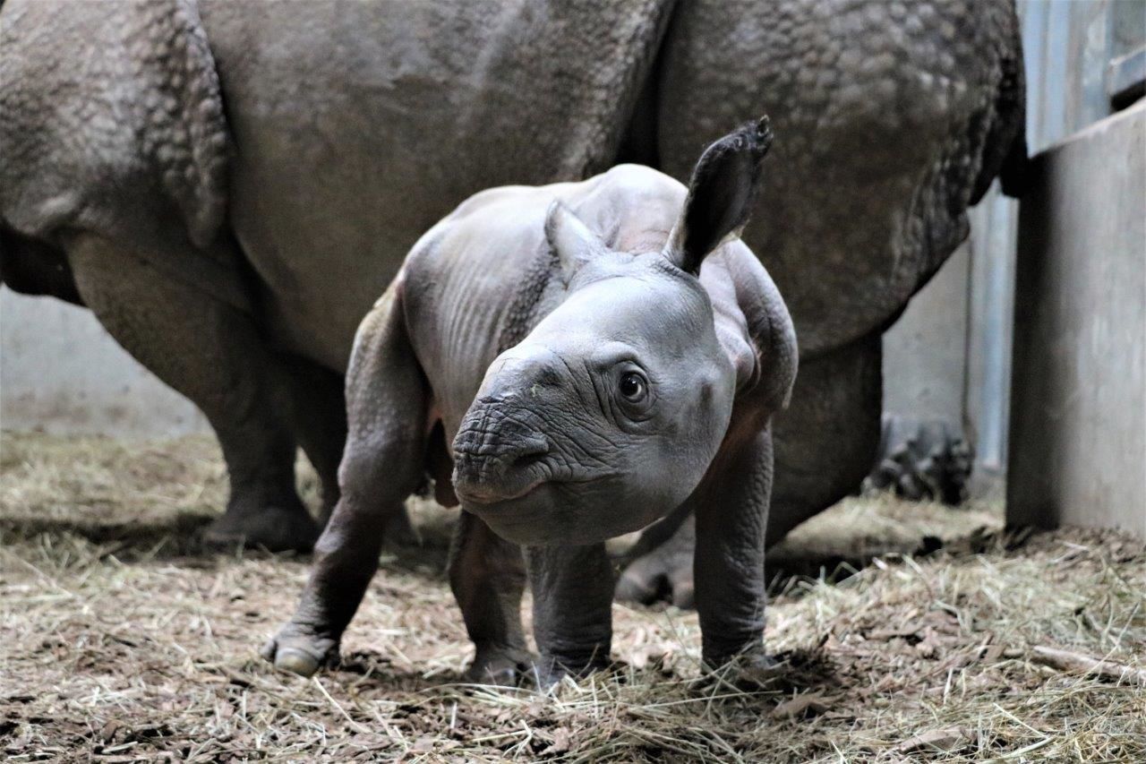 Indian Rhino Calf